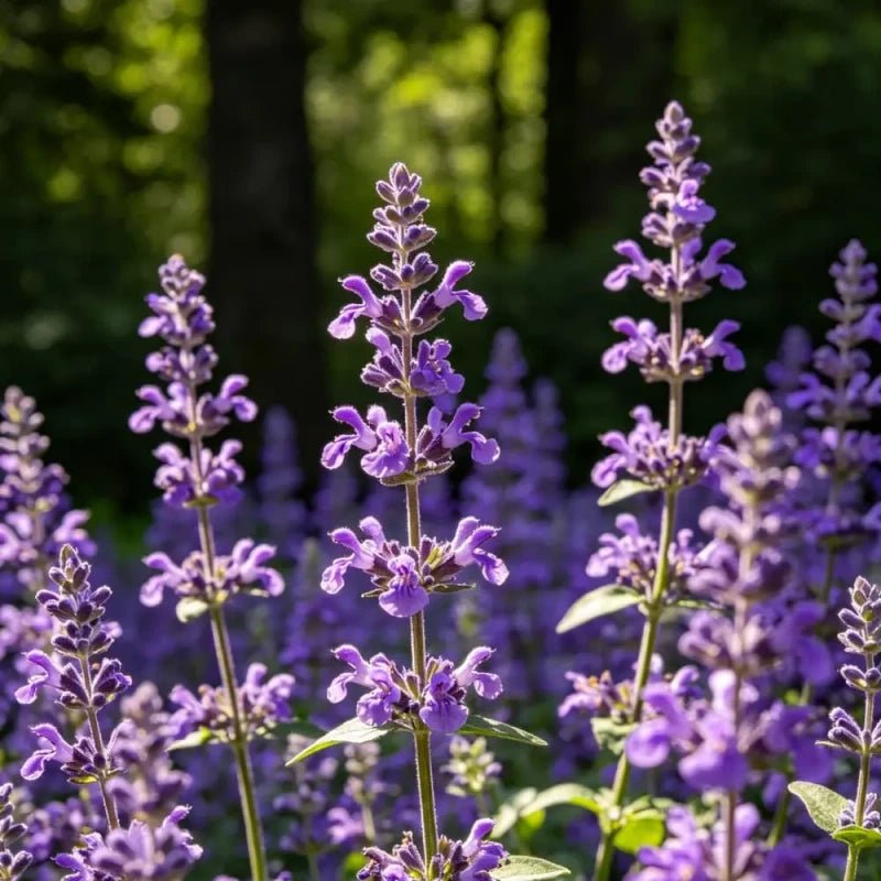 Purple Woodland Sage Seeds - Verdseeds